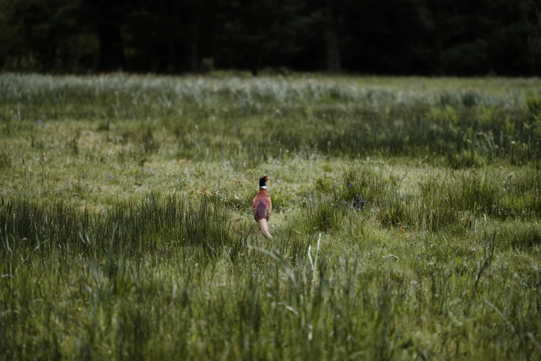 a man walking through a lush green field