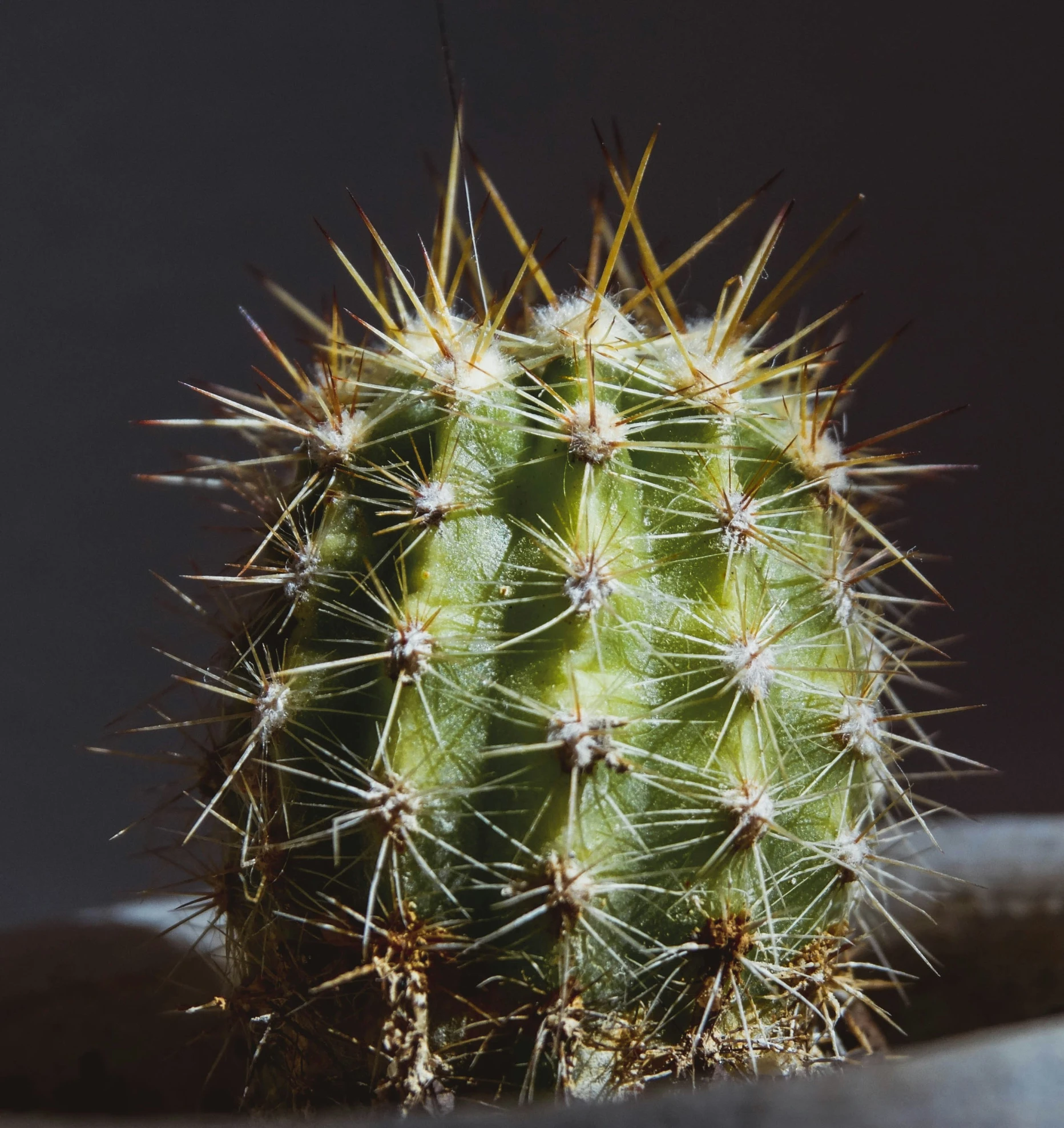 a close up image of a small cactus in the sunlight