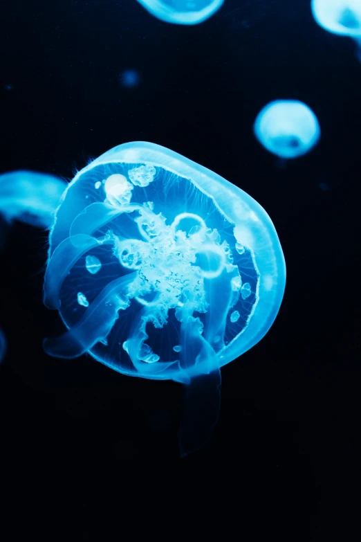 a large jelly fish floating in the water