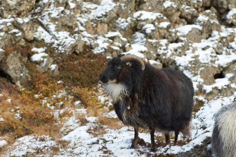 two rams are standing in the snow near rocks