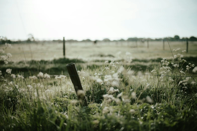 a field with many flowers on it and barbed wire fence