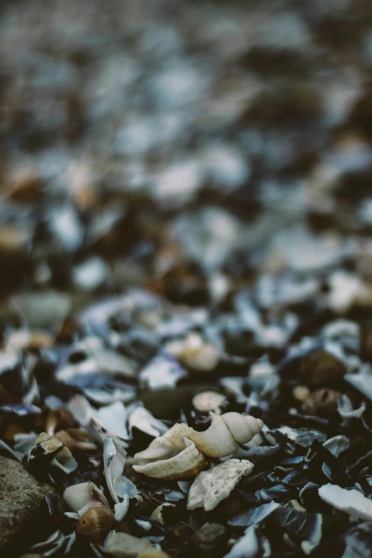 many shells and shells on the ground