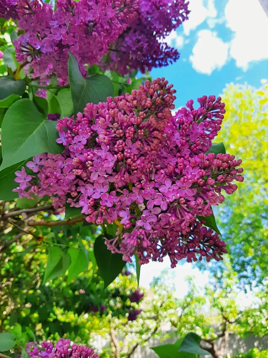 purple lilacs hanging on the nch of a tree