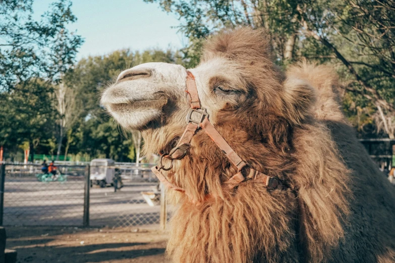 a camel is wearing glasses near a fence