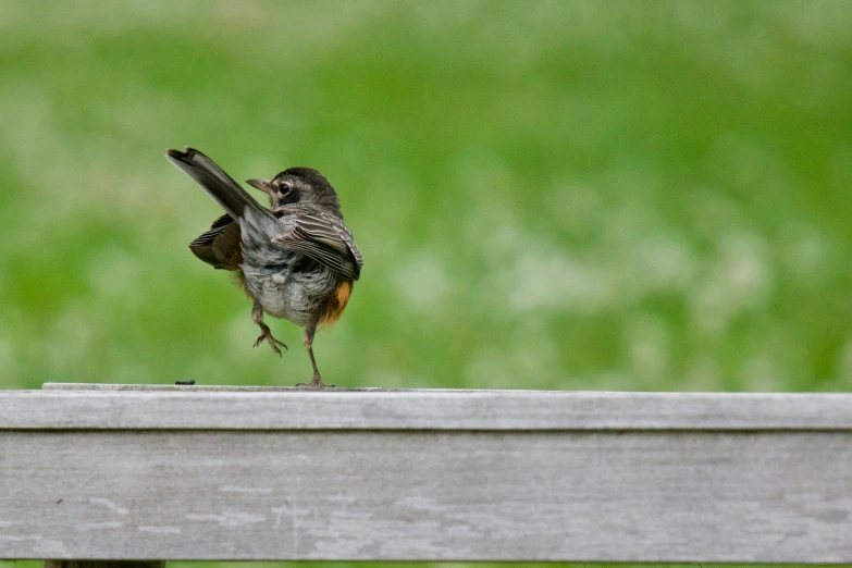 a small bird standing on top of a wooden fence