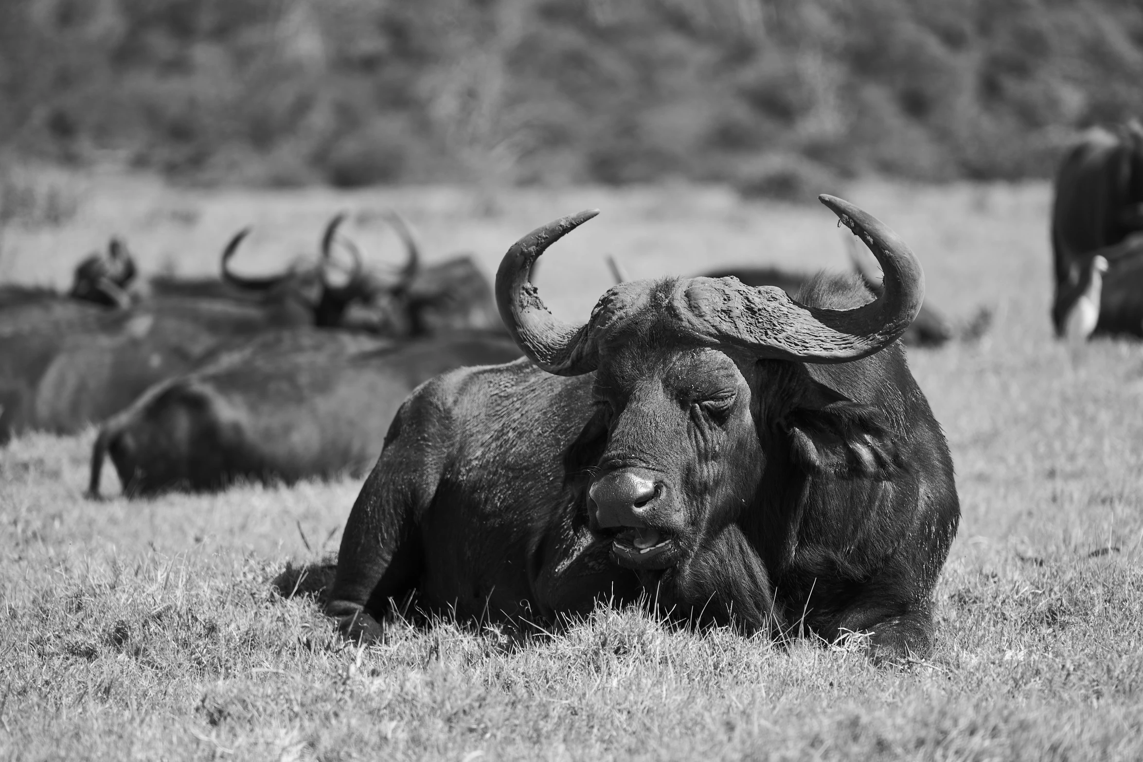 some very large horned animals in a field