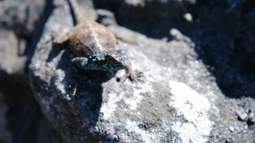 a lizard that is sitting on some rocks