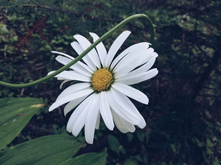 a white and yellow flower with green leaves