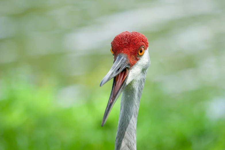 the head of a large crane in the foreground