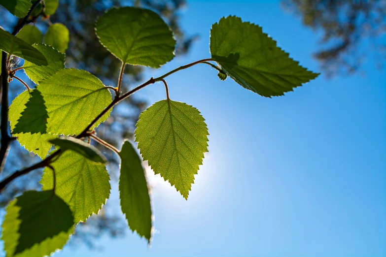 green leaves against a blue sky in the day