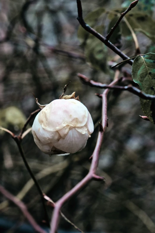 a close up of some type of soing hanging from a tree