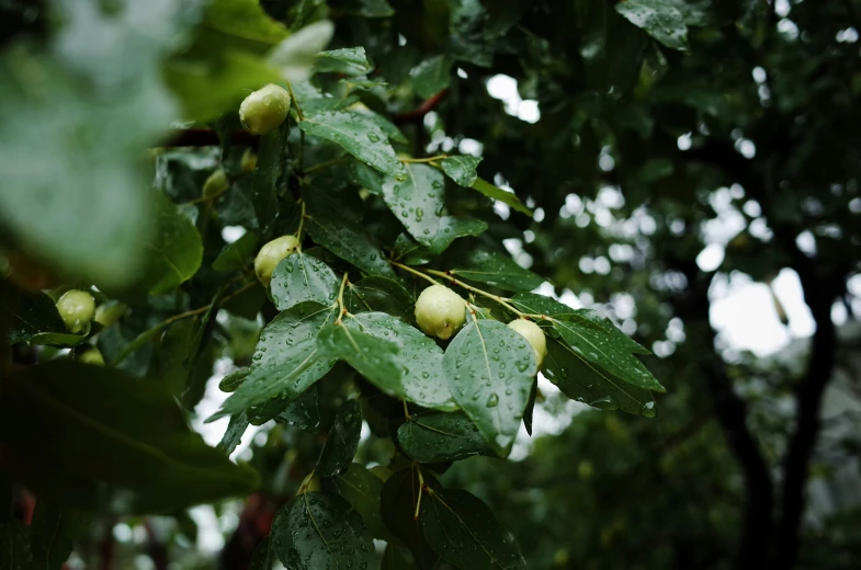 the leaves of an oak tree with yellow fruit