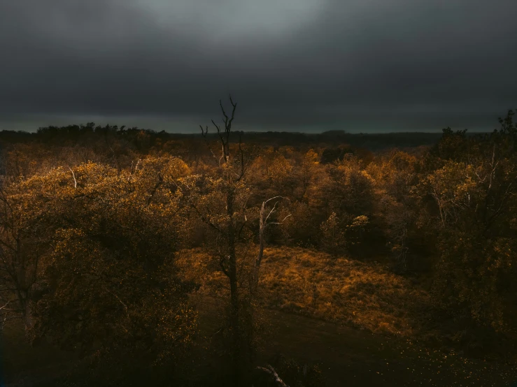 an open area is surrounded by sp trees