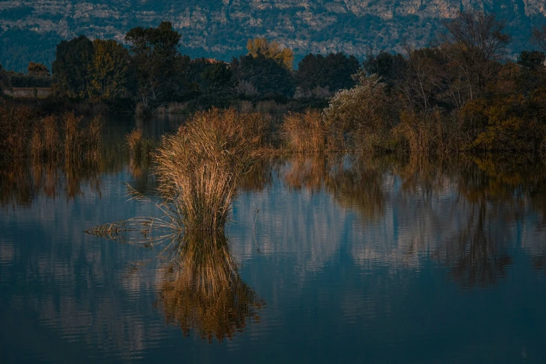 an orange tree with water reflection and mountains in the background