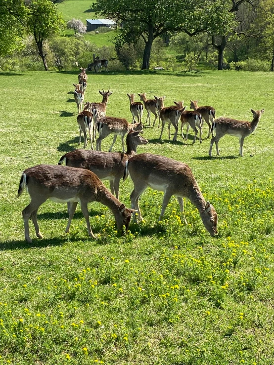 the animals are standing in the field together