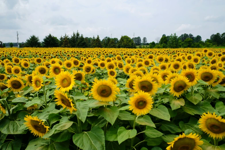 the sunflowers in this field are starting to flower