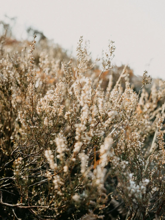 some very pretty little trees near a hill