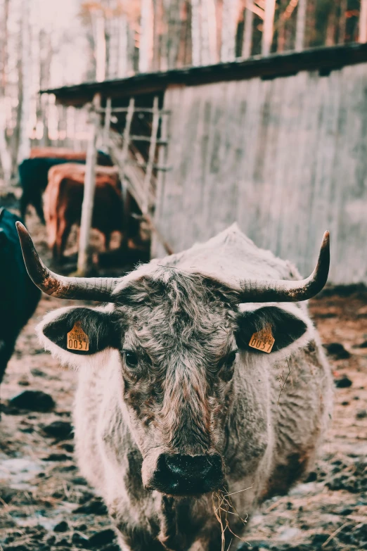 an animal with very large horns standing in mud