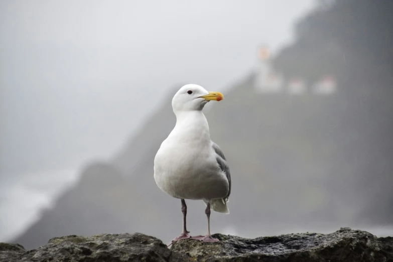 a seagull stands on top of a large rock