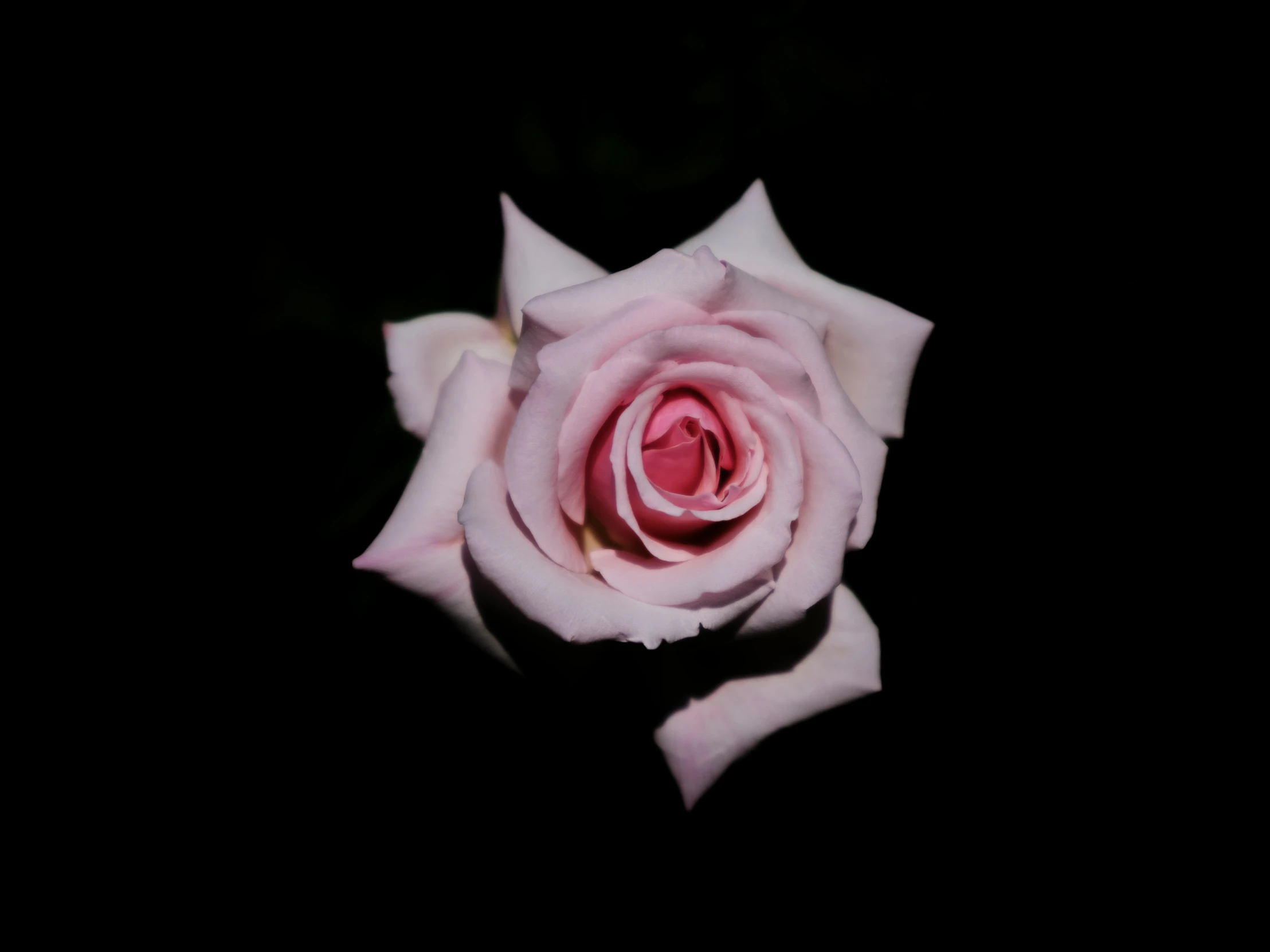 a large rose is blooming on black