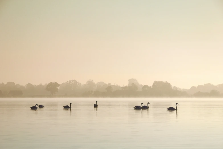 geese are swimming on the calm water