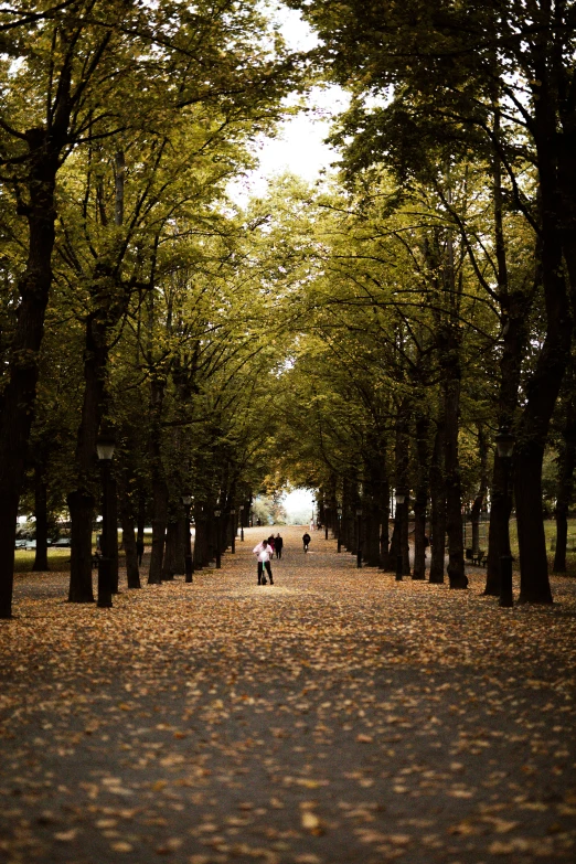 a large group of trees and people walking on the other side