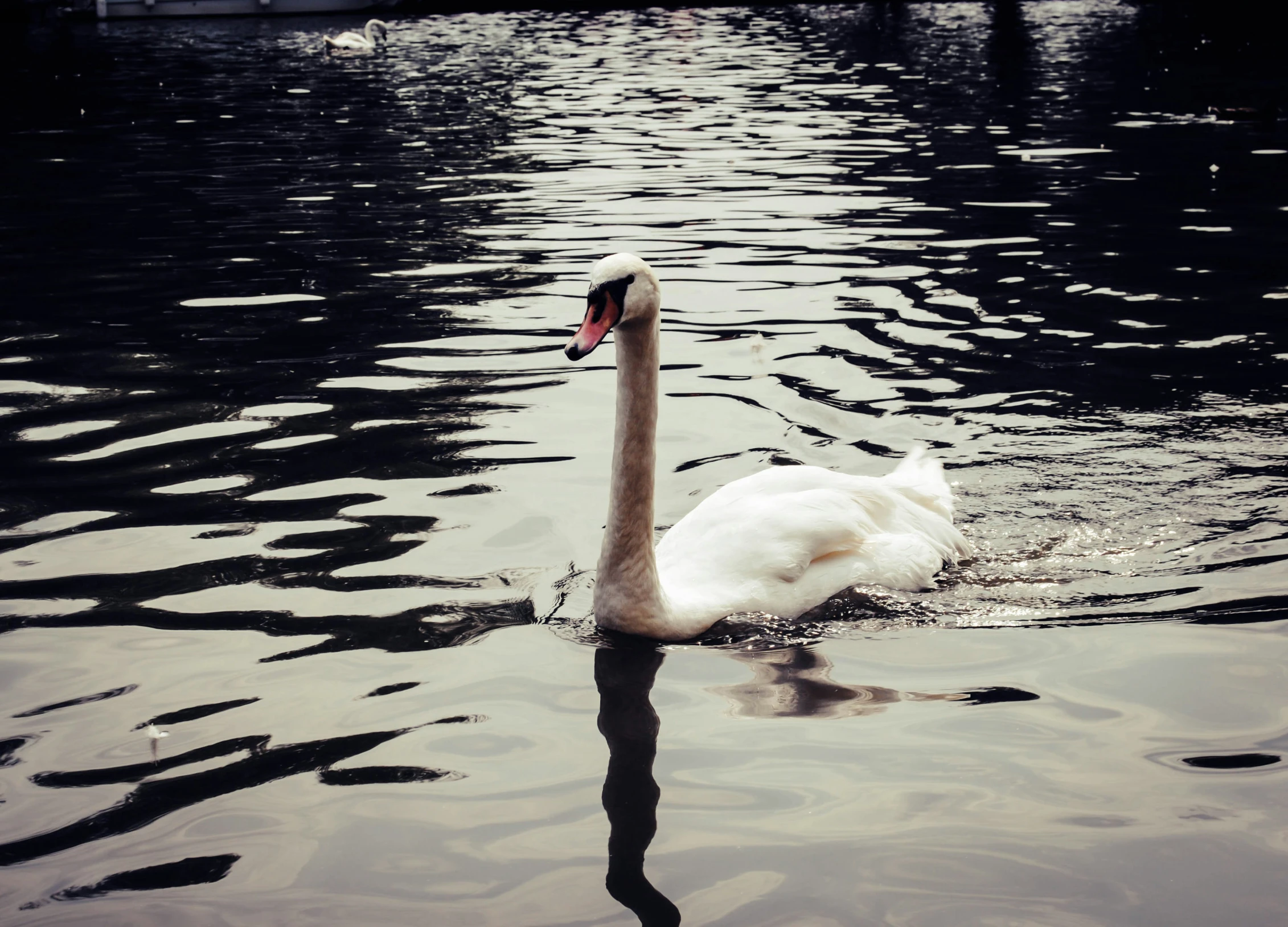 a swan swimming on a body of water