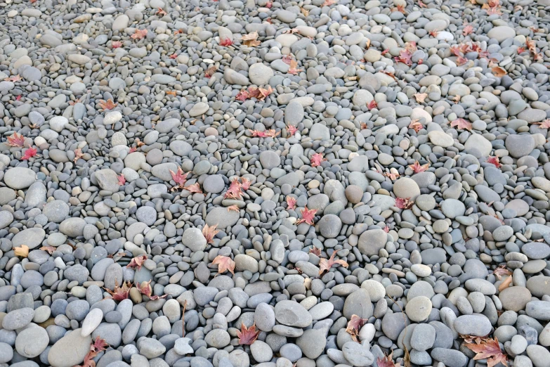 a bunch of gray rocks and red leaves