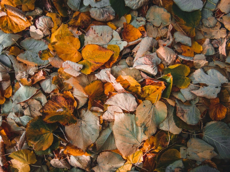 a pile of different colored leaves next to each other