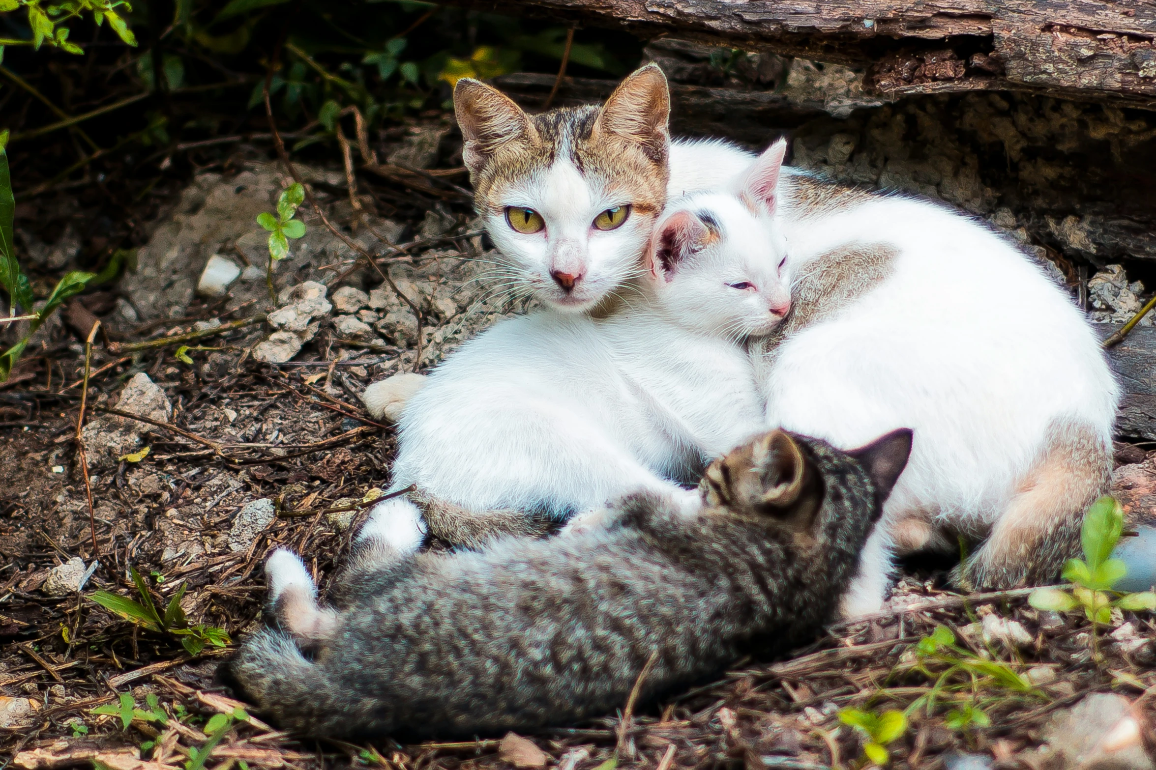 a cat on the ground with two other cats around it