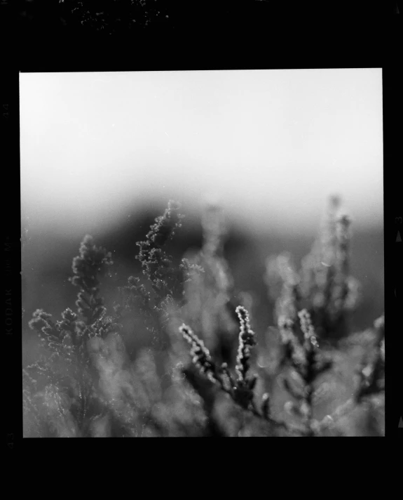 a black and white po of some wild plants