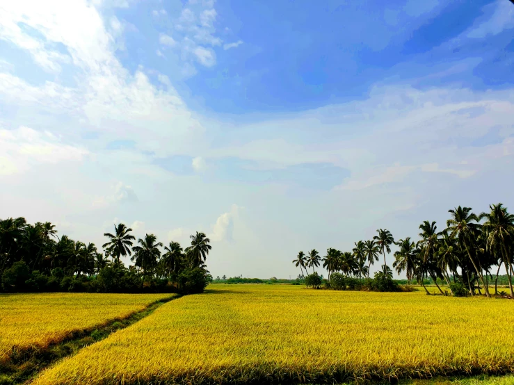 a yellow field with many palm trees in the background