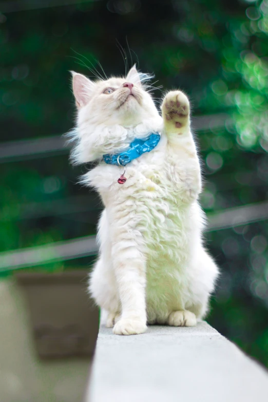 a white kitten with a blue collar standing on it's hind legs