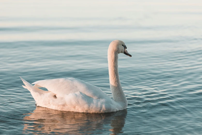 a lone swan floating in the middle of a body of water