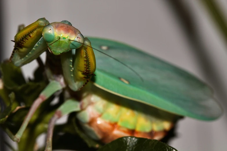 the insect is on top of the plant