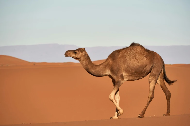 a camel is walking in the desert in a sand dune
