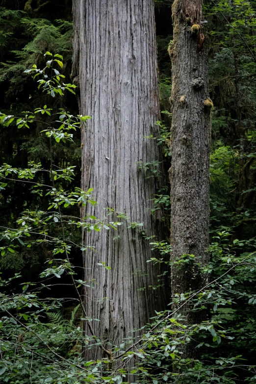 a large, old tree in the forest