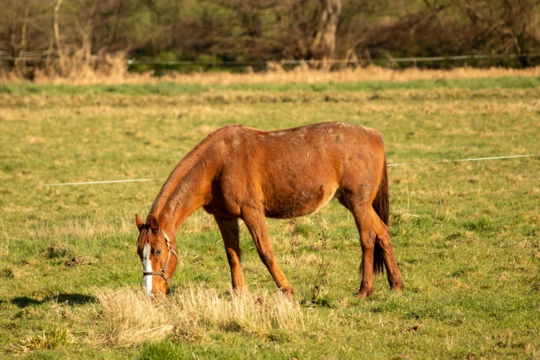 a horse is standing in the grass eating it