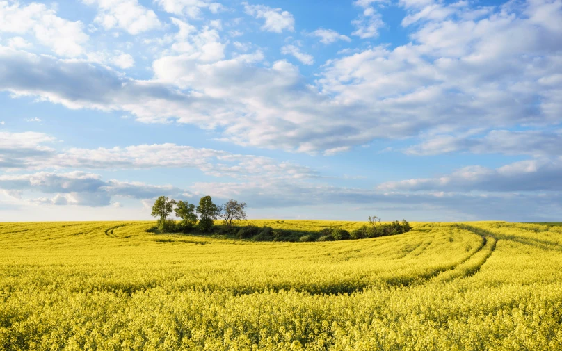 a field that has many yellow flowers