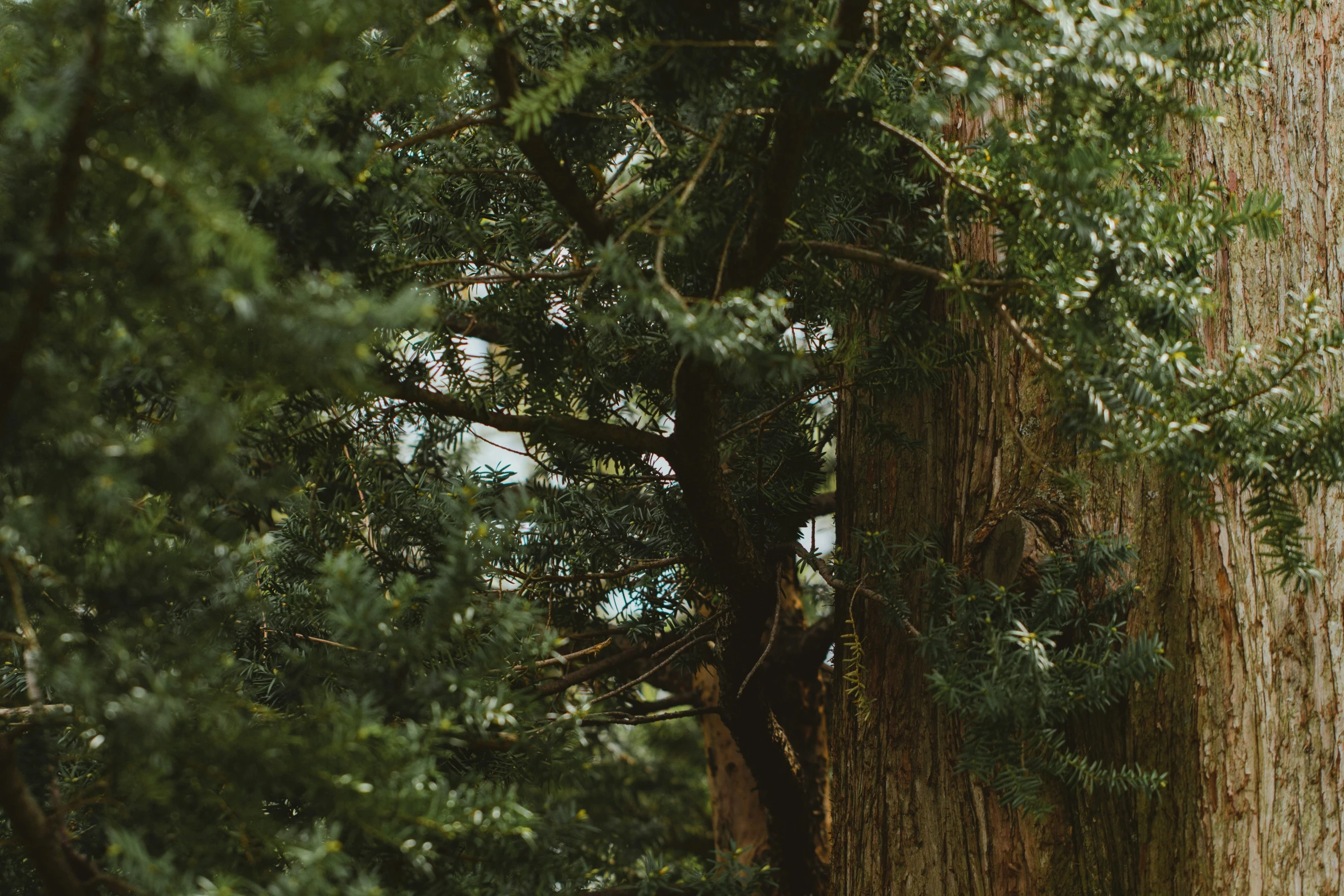 the tree is very tall and it is surrounded by many green trees