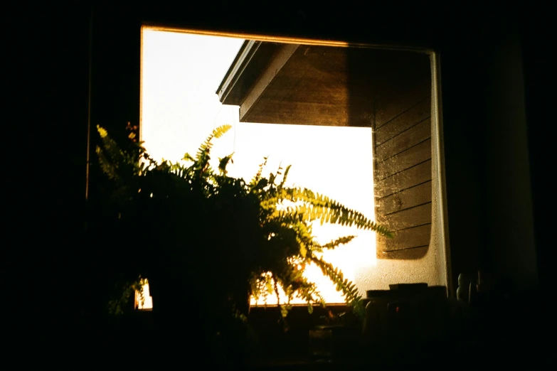 the silhouette of plants against a sunset light through a window