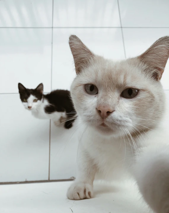 two cats are sitting together on a tiled floor