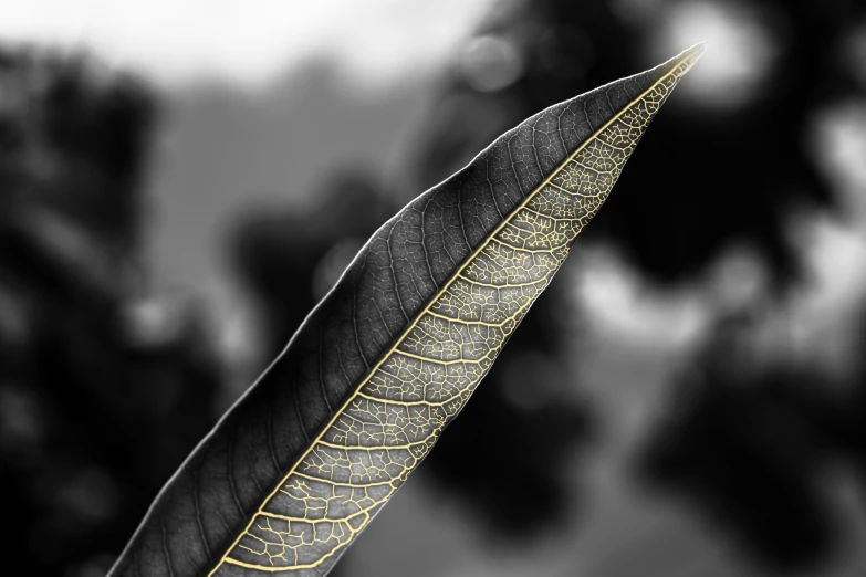a leaf with some yellow highlights on it