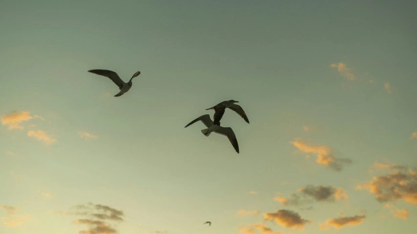 three seagulls fly in the evening sky on the beach