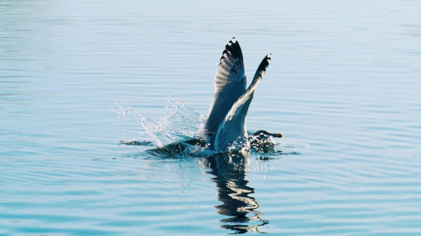 a bird flying over a lake during the day