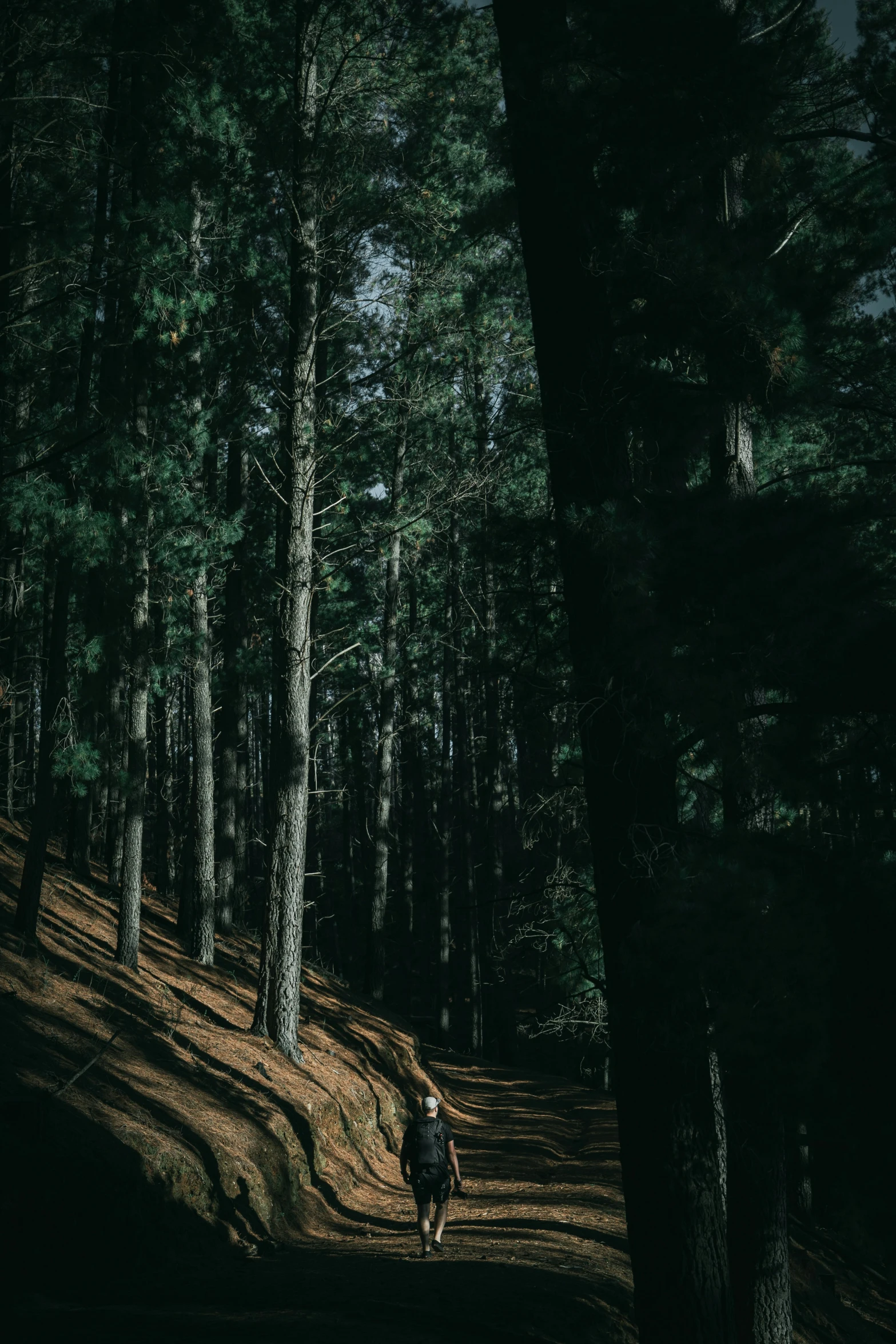 man hiking up a wooded trail in the woods