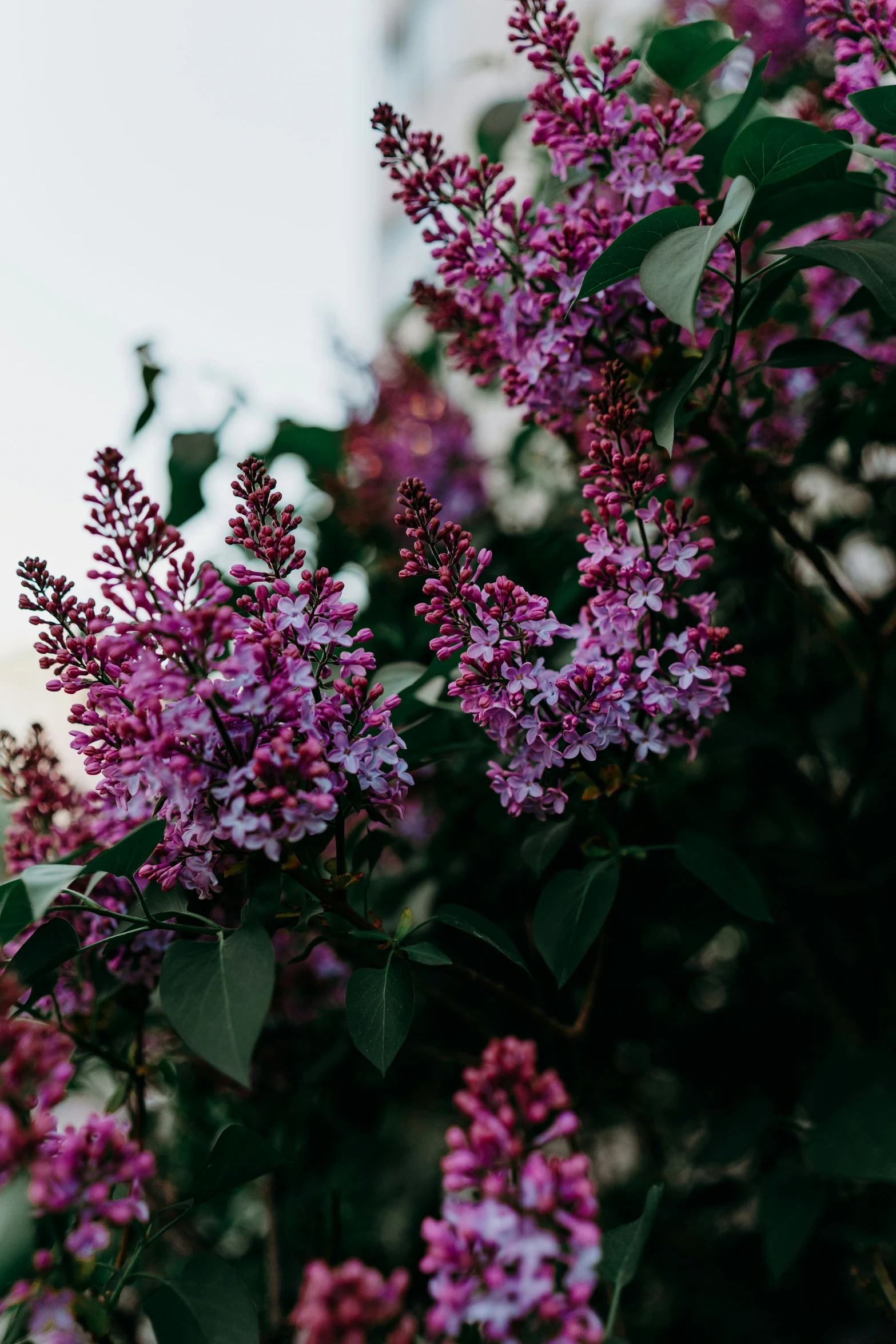 purple flowers in a vase next to a building