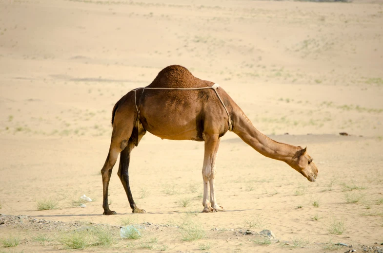 a lone camel is grazing in the desert