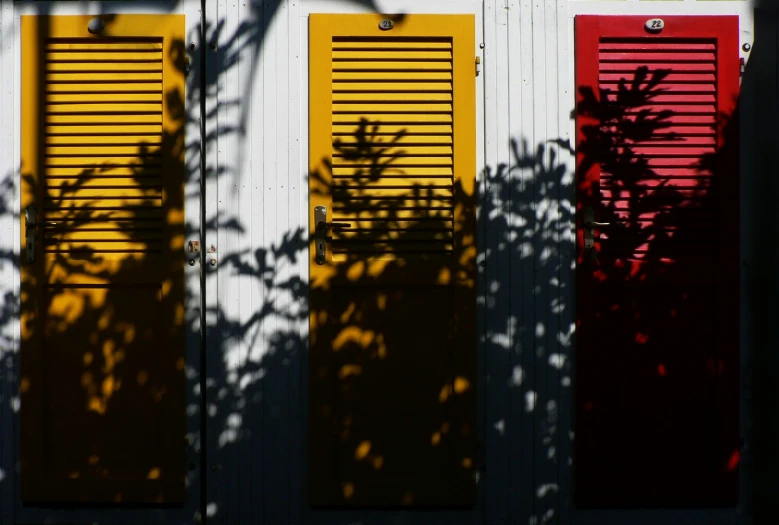 a shadow of plants casting onto a white wall