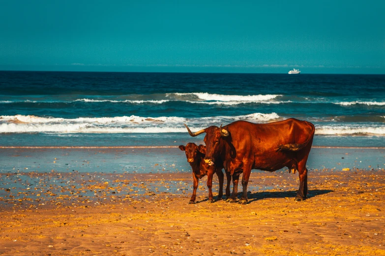 two cows standing on the beach looking in to the ocean